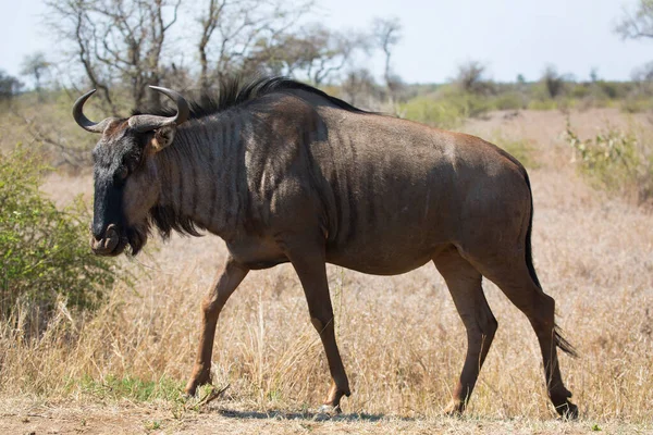 Solitários Gnus Barba Branca Azul Connoquetes Taurinus Caminhando Pastando Nas — Fotografia de Stock