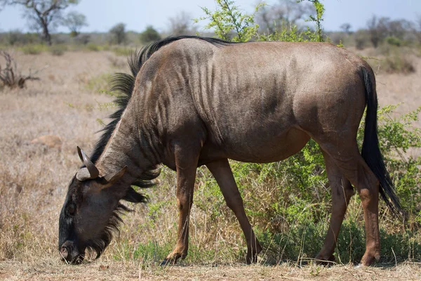 Solitários Gnus Barba Branca Azul Connoquetes Taurinus Caminhando Pastando Nas — Fotografia de Stock