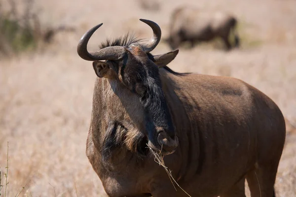 Μοναχική Λευκό Γενειοφόρος Μπλε Γκνου Connochaetes Taurinus Περπάτημα Και Βόσκηση — Φωτογραφία Αρχείου