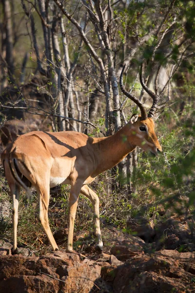 Vista Anterior Macho Touro Maior Kudu Tragelaphus Strepsiceros Entre Arbustos — Fotografia de Stock