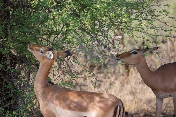 大库都的牧群 Tragelaphus Strepsiceros 吃草和树叶 — 图库照片