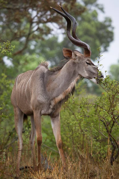 Elülső Kilátás Férfi Vagy Bika Nagyobb Kudu Tragelaphus Strepsiceros Áll — Stock Fotó