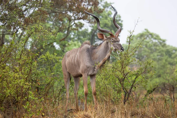 Vista Anterior Macho Touro Maior Kudu Tragelaphus Strepsiceros Entre Arbustos — Fotografia de Stock