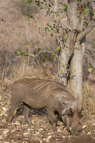 Mannetjeswrattenzwijn Phacochoerus Africanus Met Grote Slagtanden Die Omgeving Observeren — Stockfoto