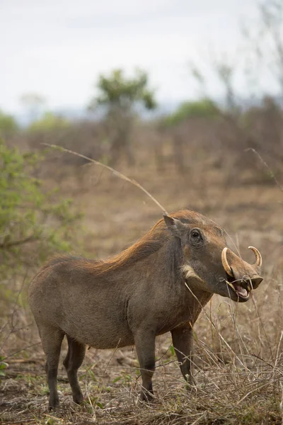 Macho Comum Warthog Phacochoerus Africanus Com Grandes Presas Observando Área — Fotografia de Stock