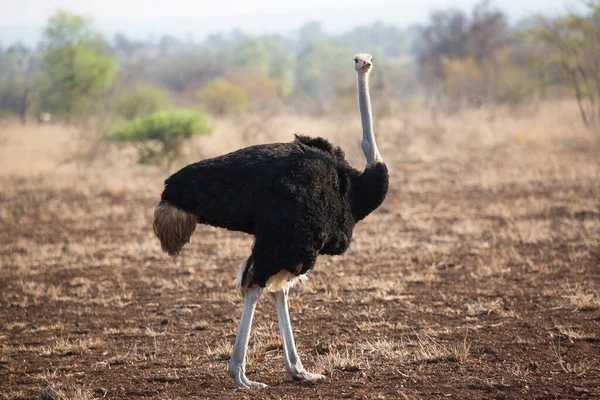 Common Ostrich Struthio Camelus Searching Food Patrolling Area — Stock Photo, Image