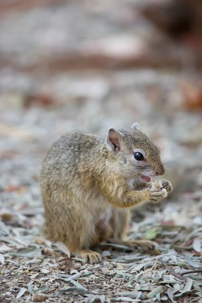 Closeup Esquilo Cinzento Oriental Sciurus Carolinensis Andando Chão Floresta — Fotografia de Stock