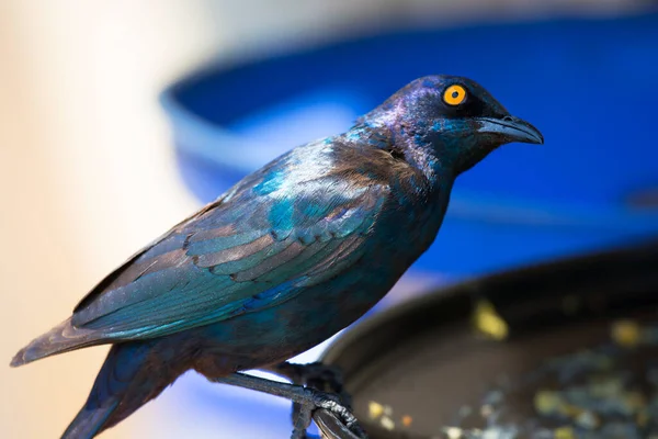 Cabo Estorninho Brilhante Lamprotornis Nitens Sobre Fundo Borrado — Fotografia de Stock