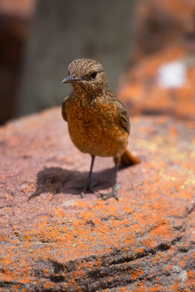 Női Köpeny Rock Thrush Monticola Rupestris Megfigyelő Terület Élelmiszer Álló — Stock Fotó