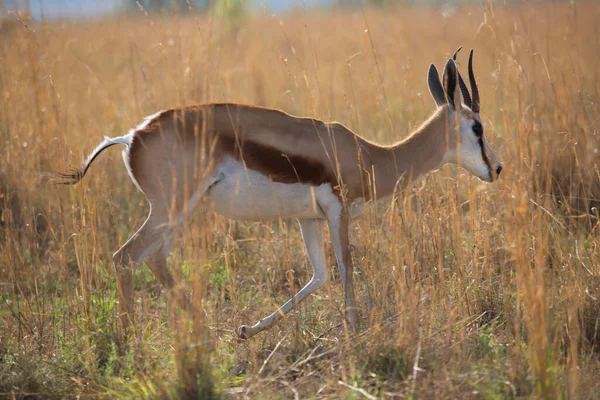 Springbok Antidorcas Marsupialis Περπάτημα Και Βόσκηση Στο Φρέσκο Πράσινο Λιβάδι — Φωτογραφία Αρχείου