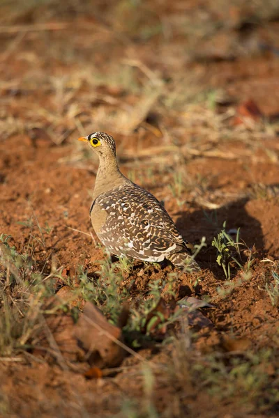 Double Banded Sandgrouse Pterocles Bicinctus Walking Open Plains Grass Fields — Stock Photo, Image