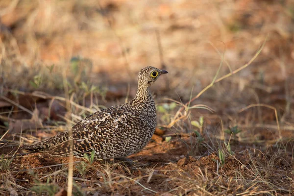 Double-banded sandgrouse, Pterocles bicinctus, walking over the open plains and grass fields