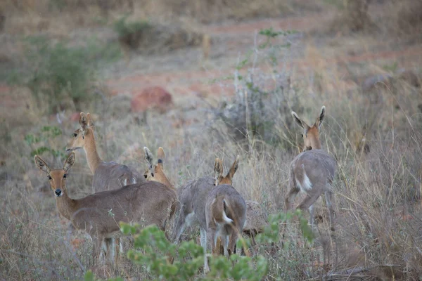 Southern Mountain Reedbuck Redunca Fulvorufula Descansando Pastando Grupo — Fotografia de Stock