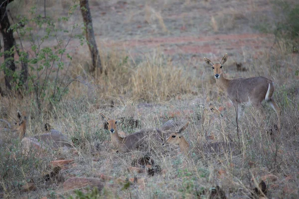 Southern Mountain Reedbuck Redunca Fulvorufula Resting Grazing Group — Stock Photo, Image