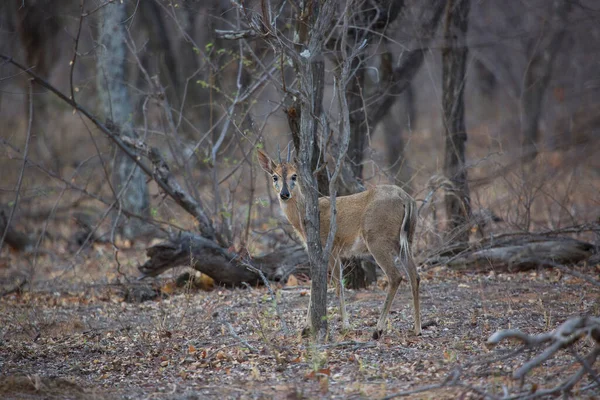 Common Duiker Sylvicapra Grimmia Walking Though Bushes Scrubs — Stock Photo, Image