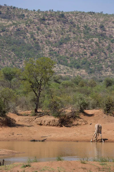 Південноафриканський Або Мис Жираф Giraffa Camelopardalis Ють Воду Річки — стокове фото