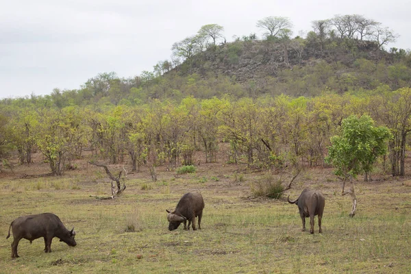 Alerted Cape Buffalo Sniffing Air Walking Open Grass Field — Stock Photo, Image