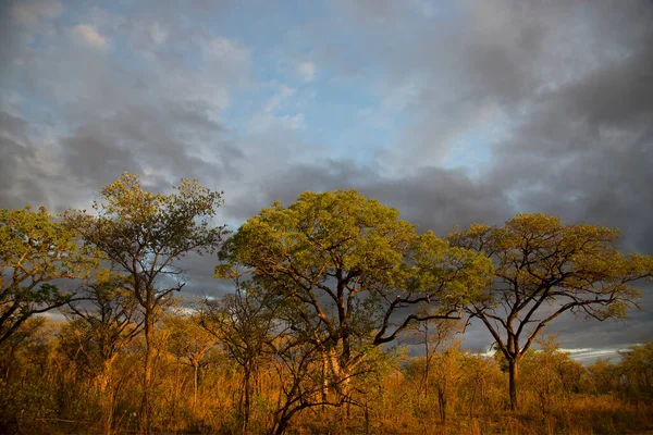 Stromy Nebo Keře Blízkosti Nečistoty Safari Silnice Africké Savany Krajiny — Stock fotografie