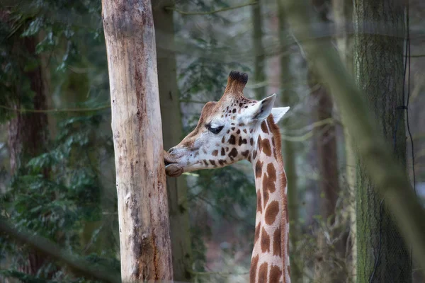 South African Cape Giraffe Giraffa Camelopardalis Walking Savanna Landscape — Stock Photo, Image