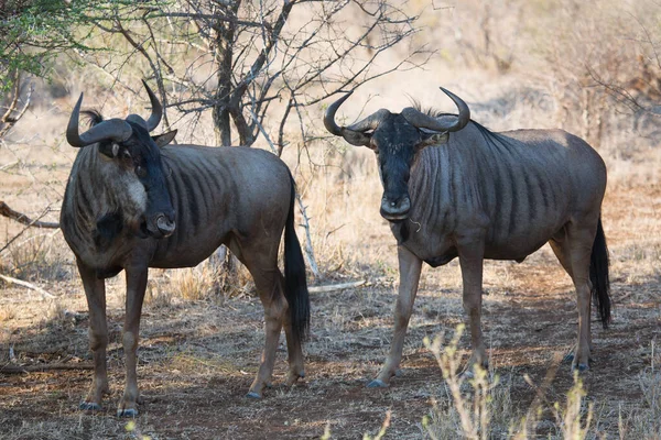 Herd Blue Wildebeest Brindled Gnu Connochaetes Taurinus Standing Grazing Dry Stock Photo