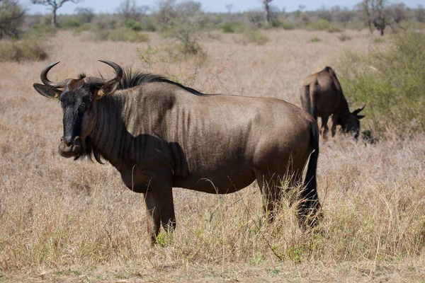 Herd Blue Wildebeest Brindled Gnu Connochaetes Taurinus Standing Grazing Dry Stock Image