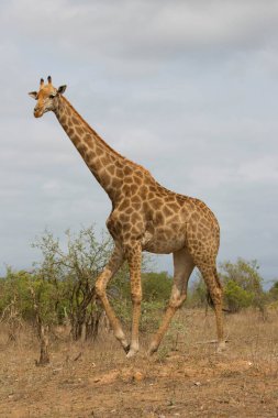 Güney Afrika ya da Cape zürafası, Züraffa camelopardalis savanada yürüyor.
