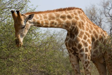 Yakın çekim baş ve boyun Güney Afrikalı veya Pelerin zürafası ağaçtan yapraklar yiyor