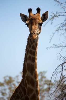 Güney Afrika ya da Cape zürafası, Züraffa camelopardalis savanada yürüyor.
