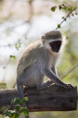 vervet maymunu, klorocebus pigerythrus, vahşi doğaya yakın çekim.
