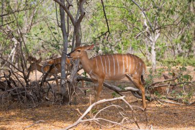 Nyala 'nın dişi sürüsü, Tragelaphus Angasii, kendilerini temizleyip tımar ediyorlar.