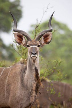 Erkek ya da boğa daha büyük kudu Tragelaphus strepsiceros 'un çalıların arasında duruşu.