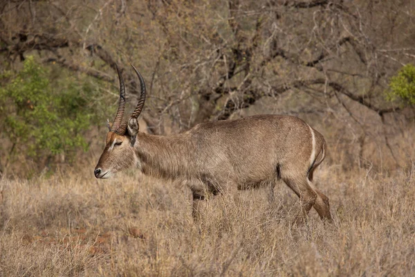 Closeup Male Waterbuck Kobus Ellipsiprymnus Watching Ears Danger — Stock Photo, Image