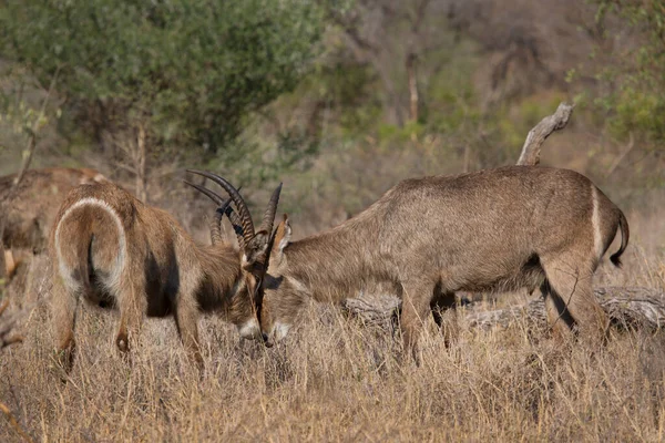 Två Manliga Vattenbock Kobus Ellipsiprymnus Kämpar För Dominans — Stockfoto