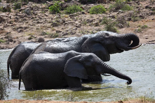 Éléphants Savane Afrique Traversant Rivière Jour — Photo