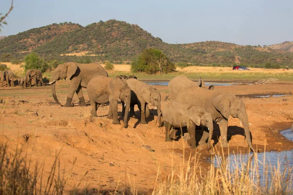Afrikai Szavanna Elefántok Átkelnek Folyón Nappal — Stock Fotó