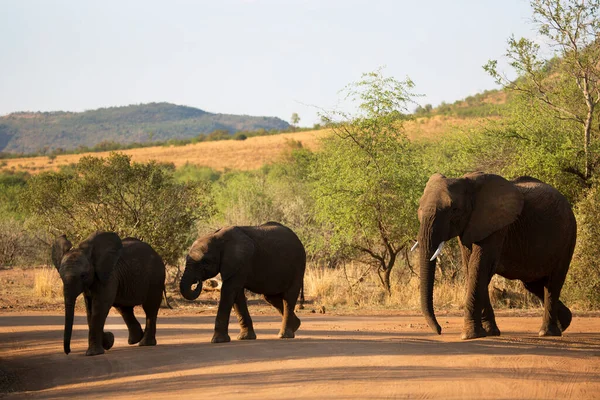 Famille Éléphants Africains Marchant Dans Savane Jour — Photo
