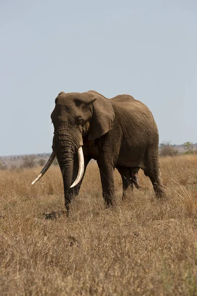 Słoń Afrykański Poruszający Się Sawannie Ciągu Dnia — Zdjęcie stockowe