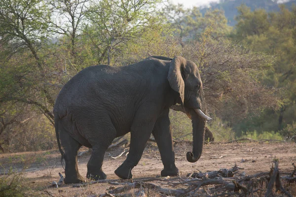 Afrikanischer Elefant Wandert Tagsüber Durch Savanne — Stockfoto