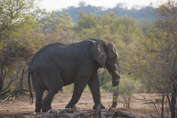 Elefante Africano Moviéndose Través Sabana Durante Día — Foto de Stock