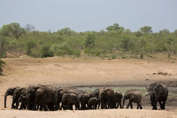 Afrikai Szavanna Elefántok Csordája Napközben Legelőn — Stock Fotó