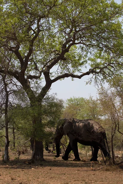 Elefante Africano Che Attraversa Savana Giorno — Foto Stock