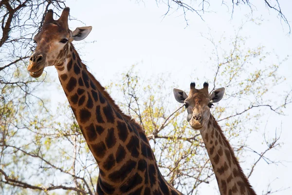 Girafes Afrique Sud Cap Giraffa Camelopardalis Marchant Travers Paysage Savane — Photo