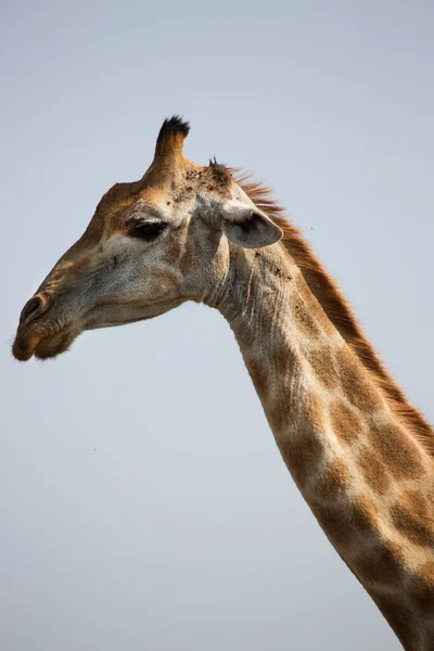 Jirafa Sudafricana Del Cabo Giraffa Camelopardalis Caminando Por Paisaje Sabana —  Fotos de Stock
