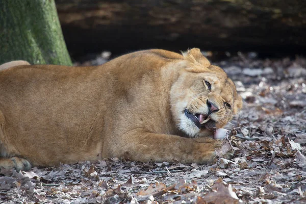 Leoa Descansando Debaixo Uma Árvore — Fotografia de Stock