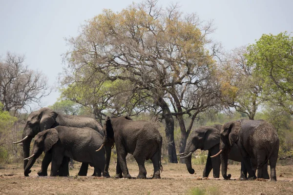 昼間の牧草地でアフリカのサバンナゾウの群れ — ストック写真