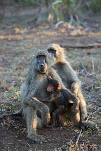 Chacma Babunu Ailesi Orman Zemininde Oturup Birbirlerini Tımar Ediyorlar — Stok fotoğraf