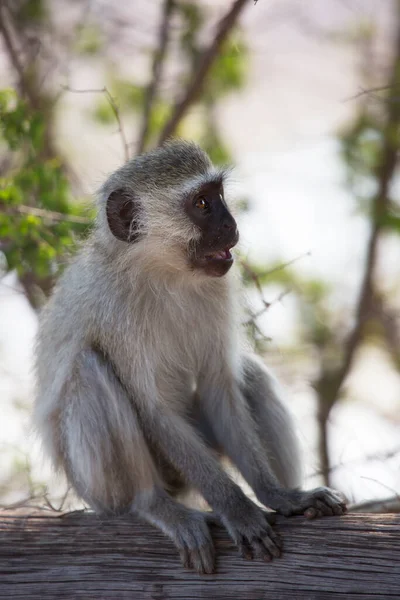 Macaco Vervet Chlorocebus Pygerythrus Close Natureza Selvagem — Fotografia de Stock