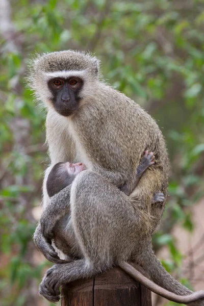 Nahaufnahme Füttert Mutter Velvet Monkey Chlorocebus Pygerythrus Und Baby Isst — Stockfoto