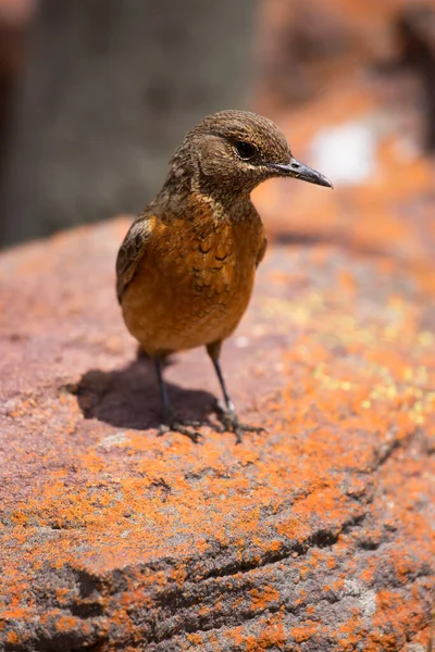 Női Köpeny Rock Thrush Monticola Rupestris Megfigyelő Terület Élelmiszer Álló — Stock Fotó