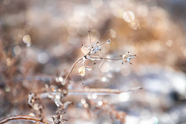 Cabeça Flor Inverno Gelo — Fotografia de Stock